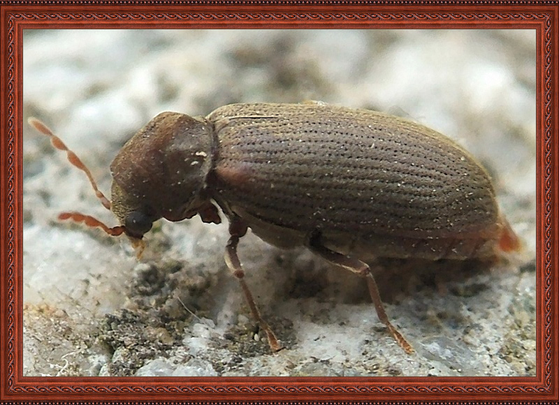 Woodworm Beetle